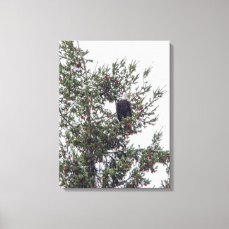 Bald Eagle P2825 Canvas Print