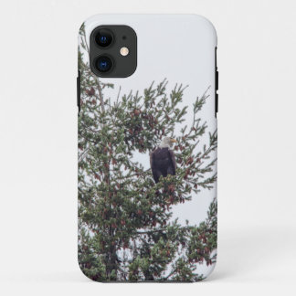 Bald Eagle P2825 iPhone 11 Case