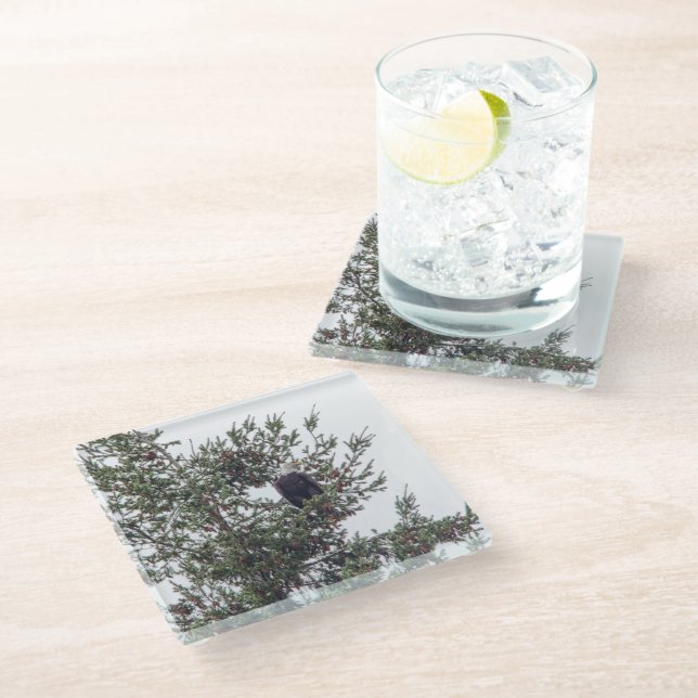 Bald Eagle P2825 Glass Coaster (Angled)