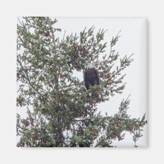 Bald Eagle P2825 Magnet