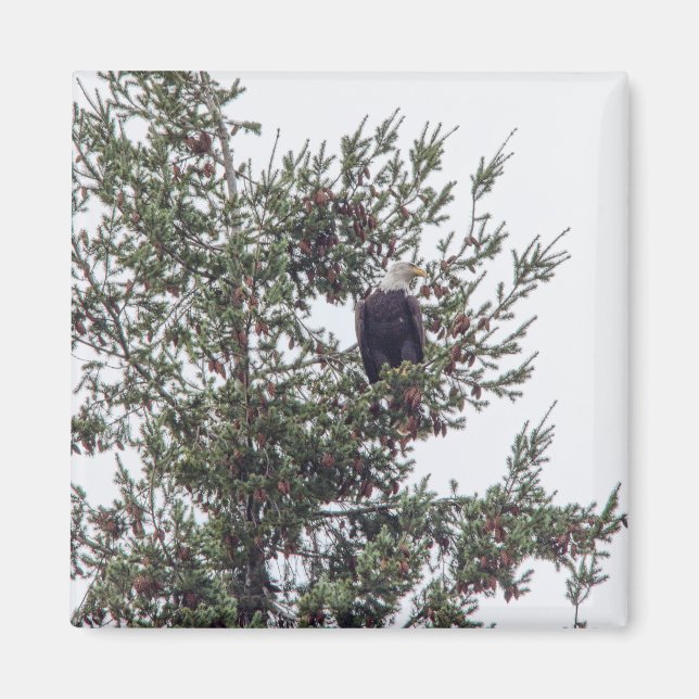 Bald Eagle P2825 Magnet (Front)