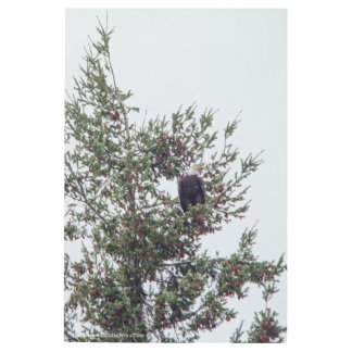 Bald Eagle P2825 Metal Print