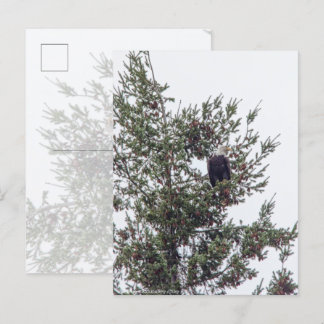 Bald Eagle P2825 Postcard