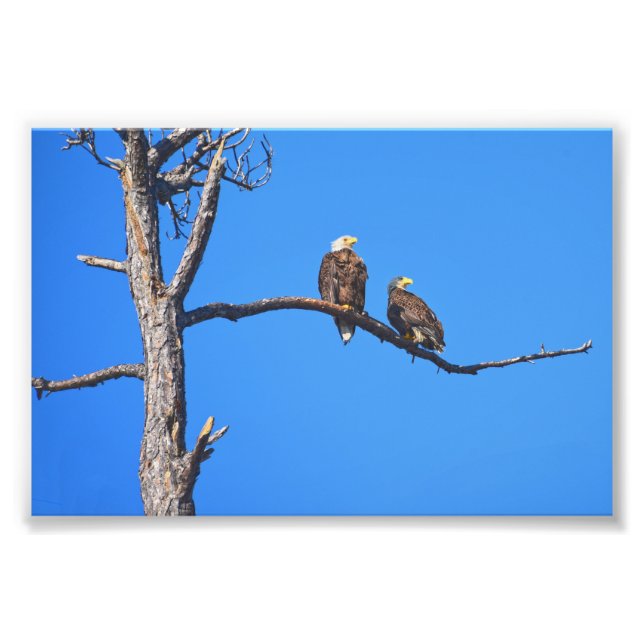 Bald Eagle Pair at Money Bayou, Florida Photo Print (Front)