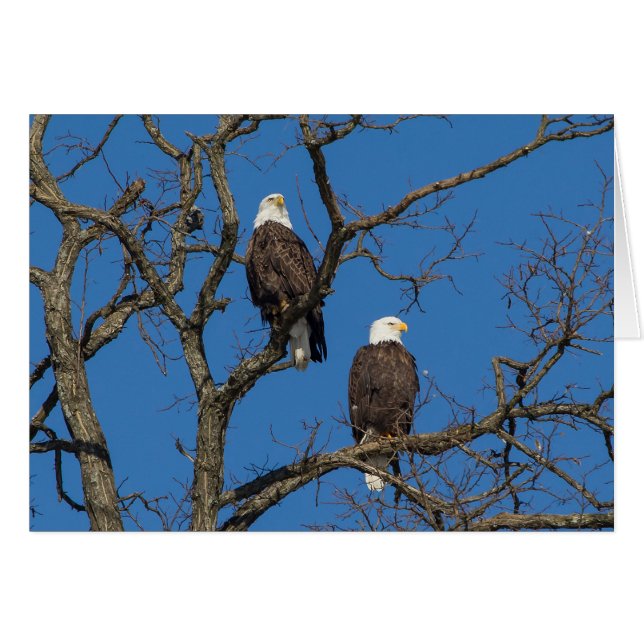 Bald Eagle Pair Cards (Front Horizontal)