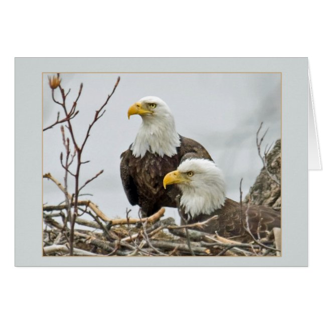 Bald Eagle Pair In Their Nest Cards (Front Horizontal)