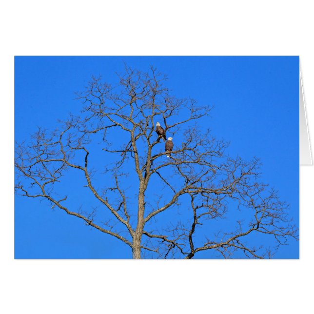 Bald Eagle Pair in Tree Cards (Front Horizontal)