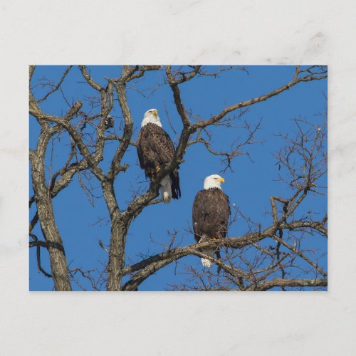 Bald Eagle Pair Postcard