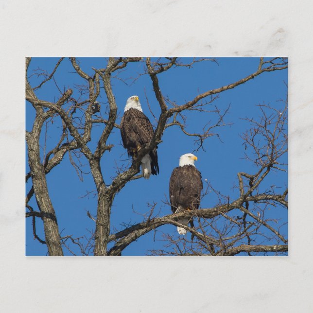 Bald Eagle Pair Postcard (Front)