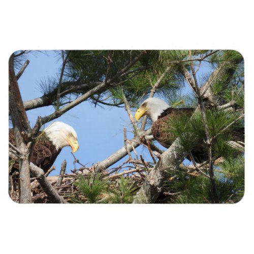 Bald Eagle Pair tending to nest  Magnet