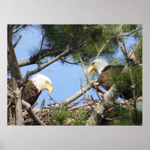 Bald Eagle Pair tending to nest Poster