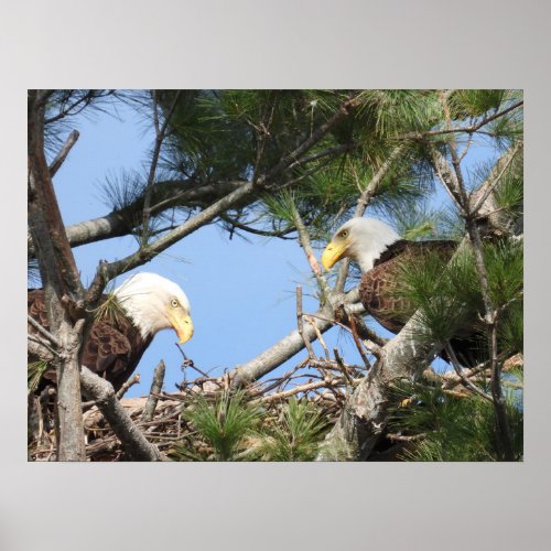 Bald Eagle Pair tending to nest   Poster