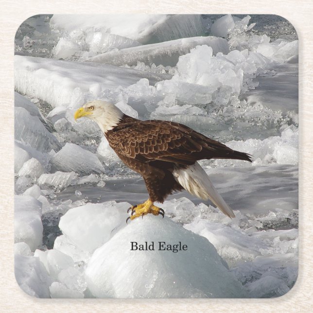 Bald Eagle paper coaster (Front)