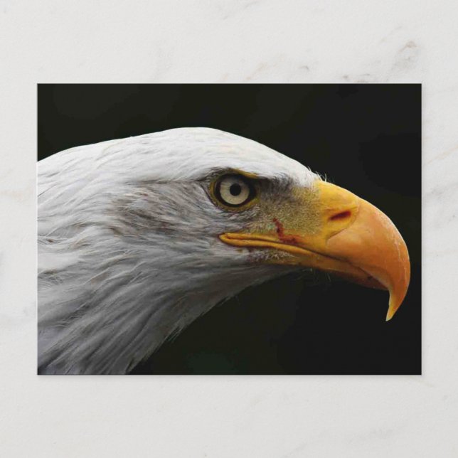 Bald Eagle pccna Postcard (Front)