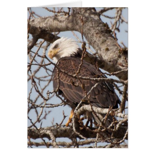 Bald Eagle Perched in a Tree Cards (Front)