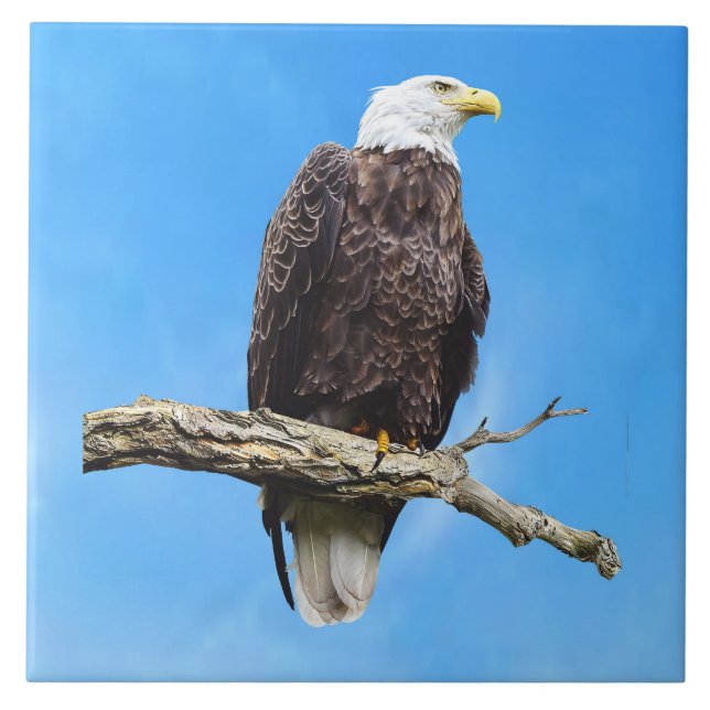 Bald Eagle Perched on a Branch Ceramic Tile (Front)