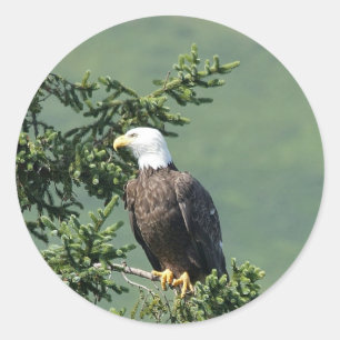 Bald Eagle Perched on a Tree Branch. Classic Round Sticker