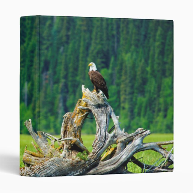 Bald Eagle Perched On Branch 3 Ring Binder (Front/Spine)