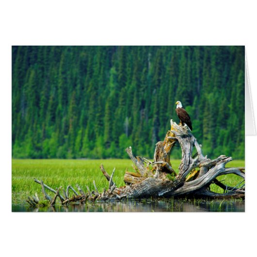 Bald Eagle Perched On Branch Cards (Front Horizontal)