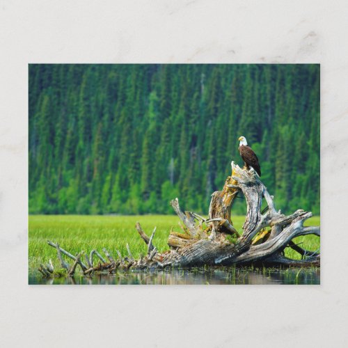 Bald Eagle Perched On Branch Postcard