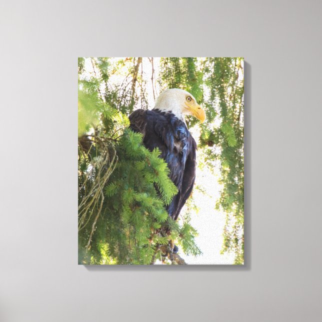 Bald Eagle perches in Douglas Fir Canvas Print (Front)