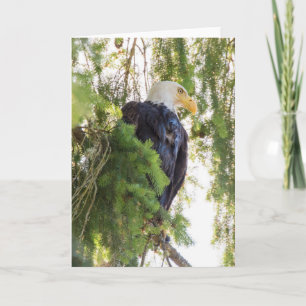 Bald Eagle perches in Douglas Fir Card