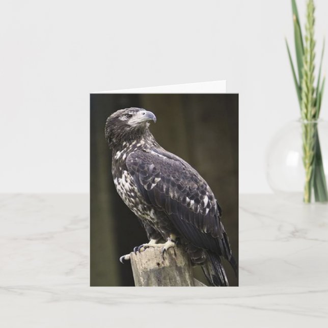 Bald Eagle Photo Folded Note Card (Front)