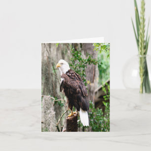 Bald Eagle Photo Folded Note Card