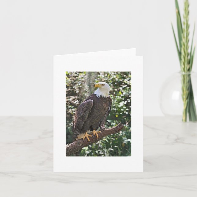 Bald Eagle Photo Folded Note Card (Front)