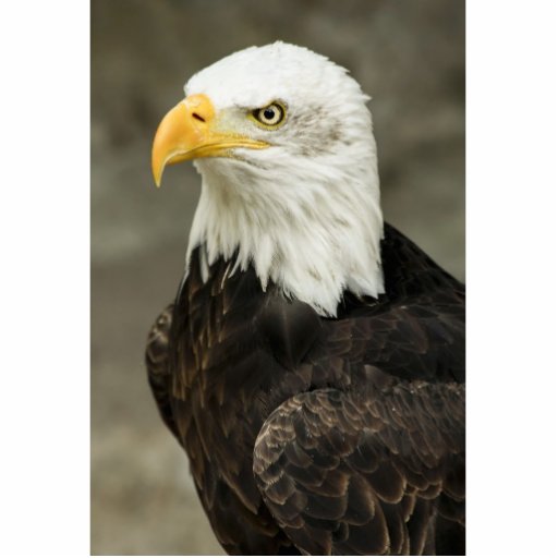 Bald Eagle Photo Cut Out