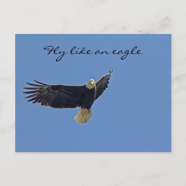 Bald Eagle Photo Postcard (Front)