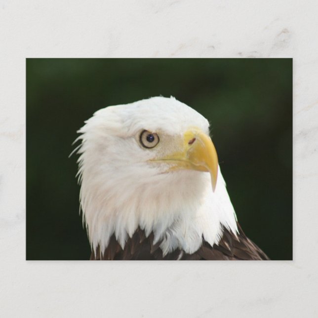 Bald Eagle Photo Postcard (Front)