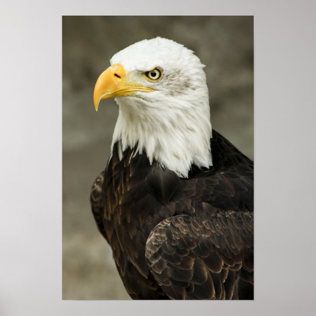 Bald Eagle Photo Poster (Front)