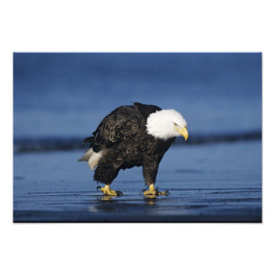 Bald Eagle Photo Print