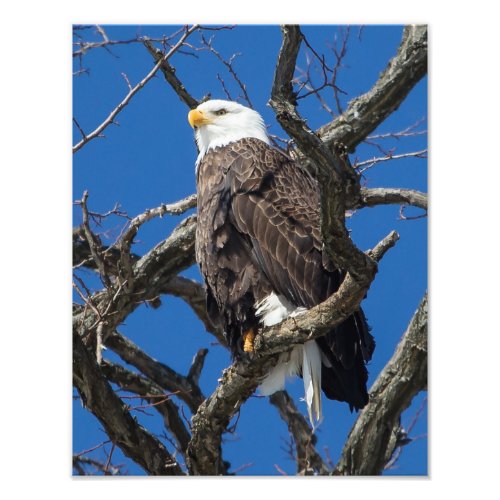 Bald Eagle Photo Print