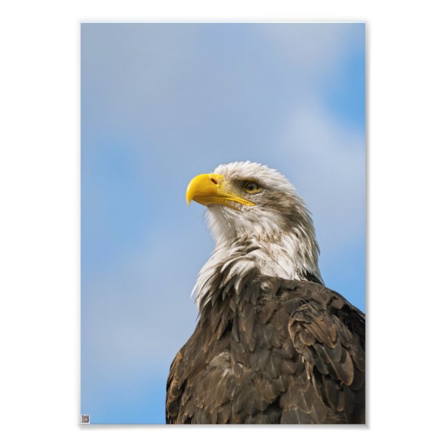 Bald Eagle Photo Print (Front)