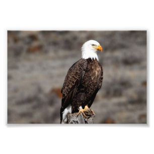 Bald Eagle Photo Print