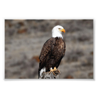 Bald Eagle Photo Print