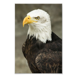 Bald Eagle Photo Print