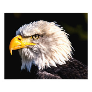 Bald Eagle Photo Print