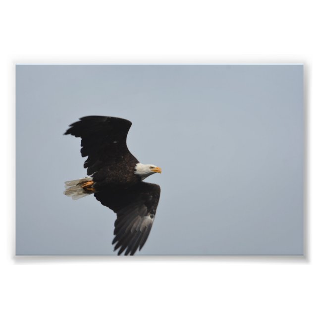 Bald Eagle photo print (Front)