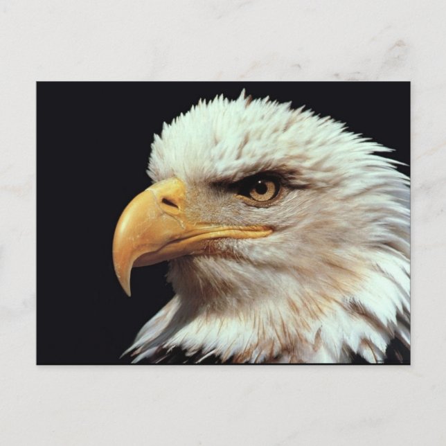 Bald Eagle Photograph Postcard (Front)