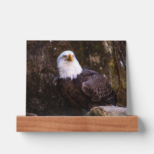Bald Eagle  Picture Ledge