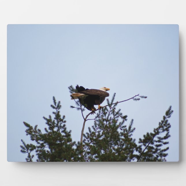 Bald Eagle Plaque (Front)