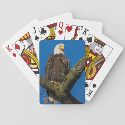 Bald Eagle Poker Cards