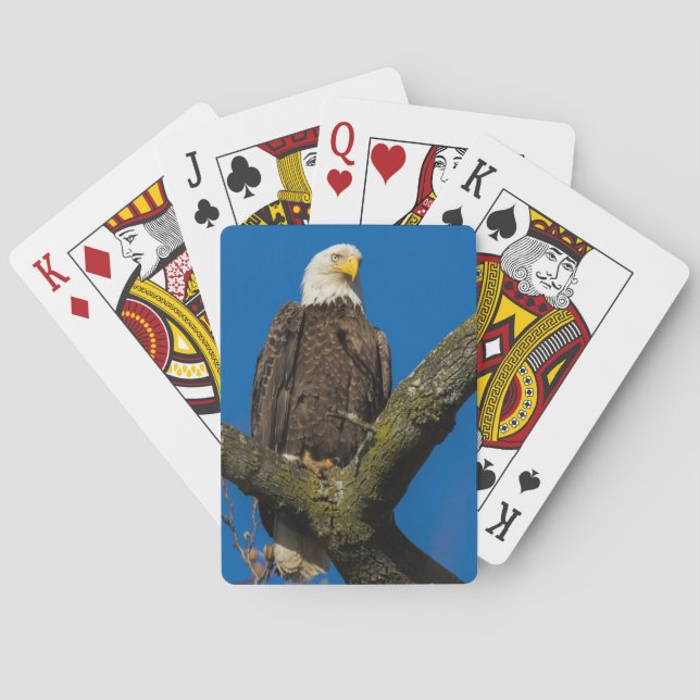 Bald Eagle Poker Cards (Back)