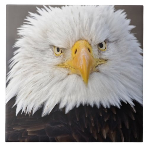 Bald Eagle Portrait Bald Eagle in flight Tile