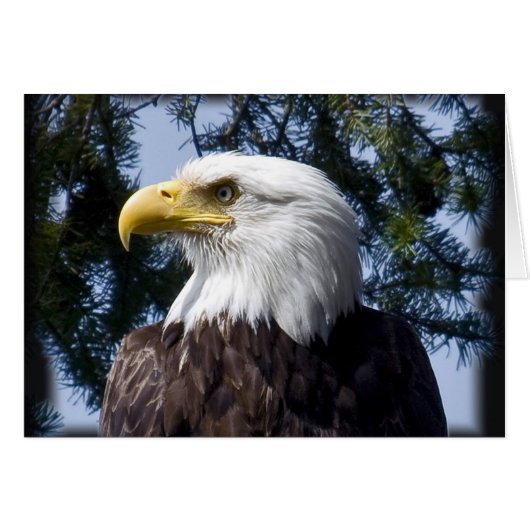 Bald Eagle Portrait - Card (Front Horizontal)
