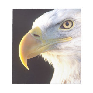 Bald Eagle Portrait, Haliaeetus leucocephalus, Notepad