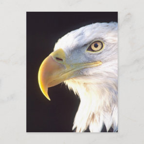 Bald Eagle Portrait, Haliaeetus leucocephalus, Postcard